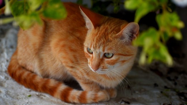 Hombre mató a tiros al gato de su vecina en Argentina: También amenazó a la mujer