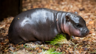   Tierno hipopótamo bebé es el nuevo integrante de un zoológico checo 