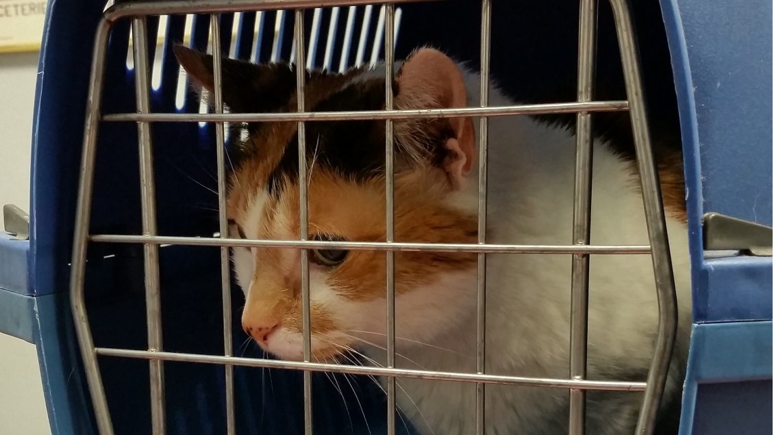 ¿Qué tengo que hacer para volar a otro país con mi mascota?