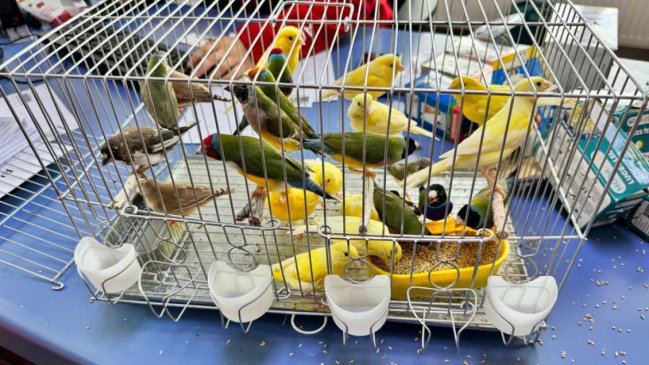  Aduanas rescató a 24 canarios escondidos en cajas de ampolletas en Punta Arenas  