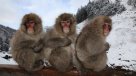  Macaco japonés se fuga de zoológico en Escocia  