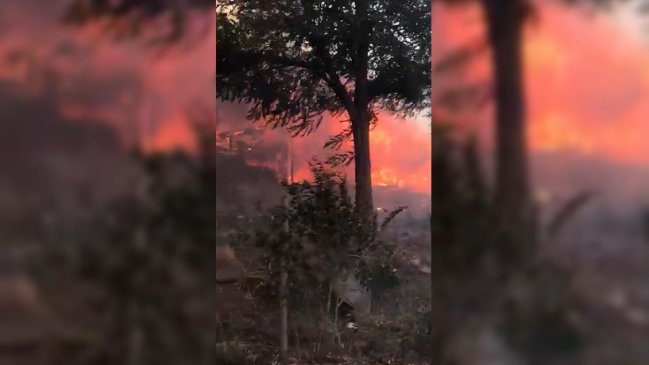  Incendio forestal en Pumanque ha consumido más de 3.300 hectáreas  