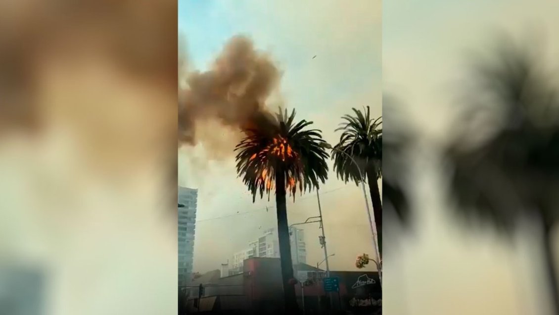 ¿Por qué el incendio se propagó tan rápido y hasta llegó a una palmera en el centro de Viña?