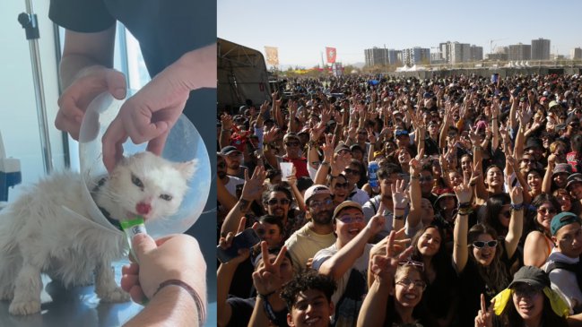  Lollapalooza: Explican polémica por rifa para gatita  