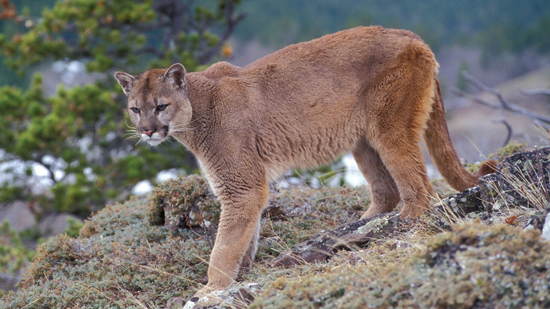 Puma fue captado nadando en el sur de Chile