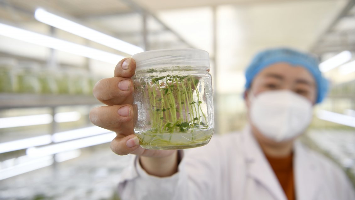 Semillas de papa expuestas al espacio entran en etapa de siembra experimental en China