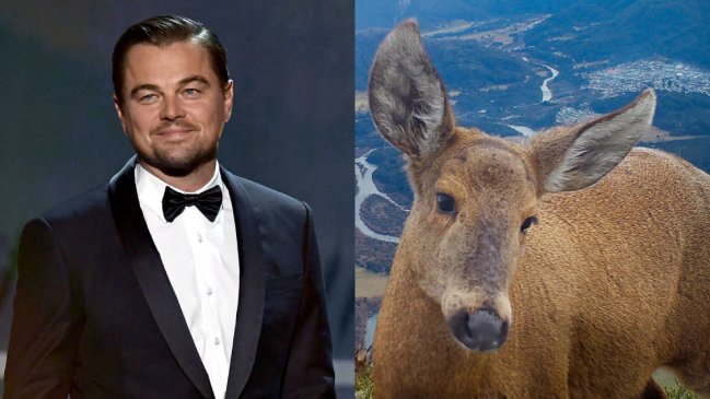 Leonardo DiCaprio habló en defensa del huemul chileno: Se llenó de elogios
