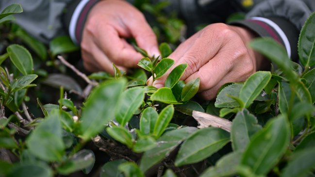 Los microbios que albergan las raíces de la planta del té determinan su calidad