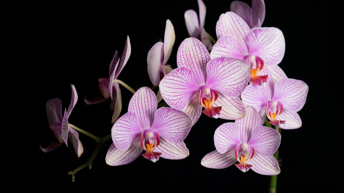 Descubren una nueva especie de orquídea en el sur de China