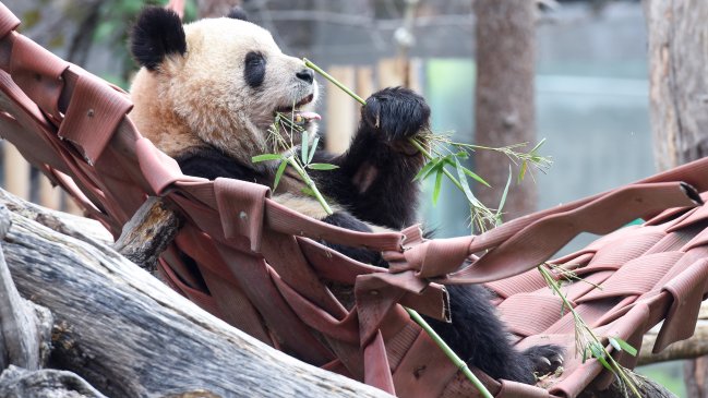 Beijing abrirá base de conservación de pandas en 2025
