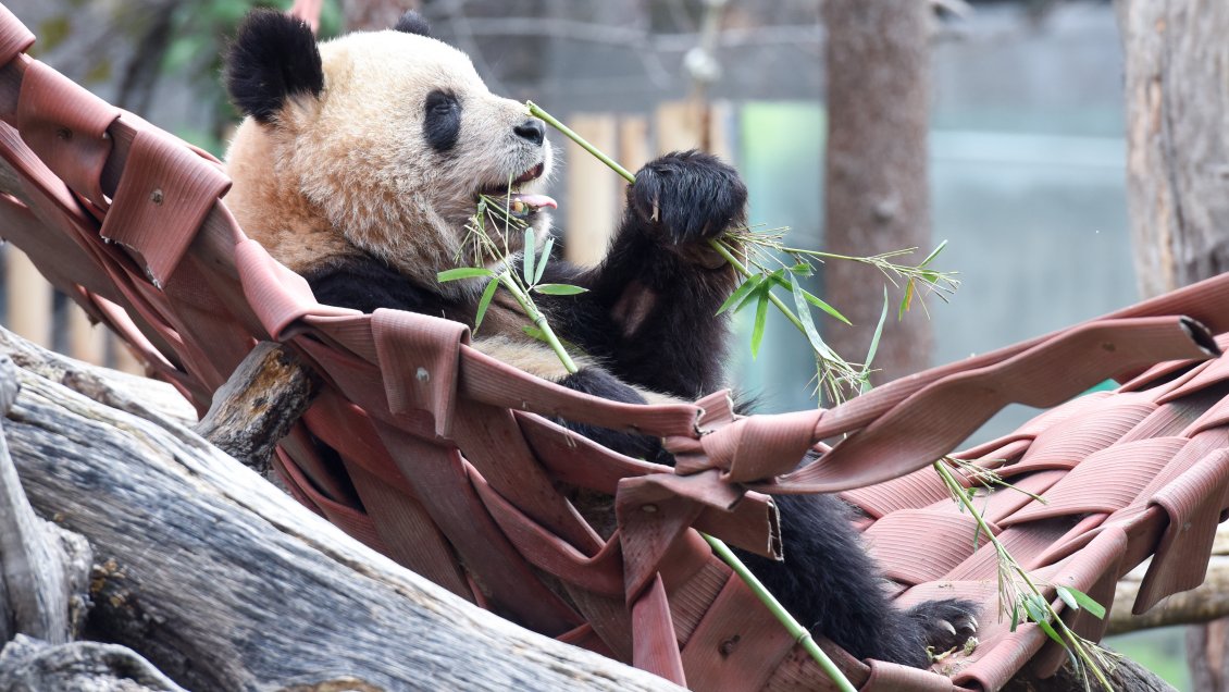 Beijing abrirá base de conservación de pandas en 2025
