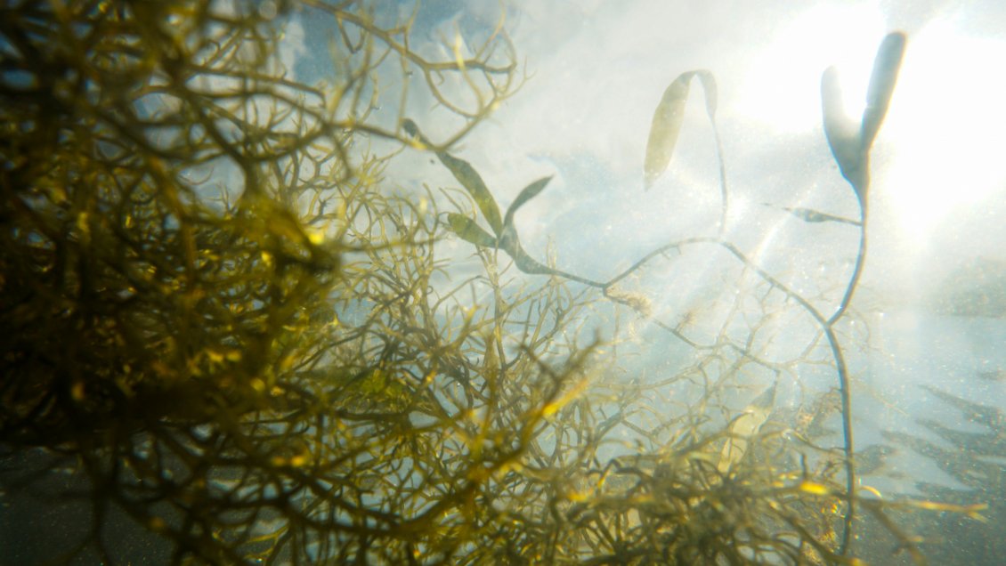 Punta Arenas será sede del primer encuentro en español de mapeadores de algas