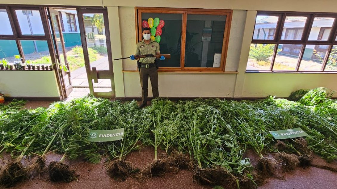 Carabineros incautó 46 plantas de marihuana de invernadero en Loncoche