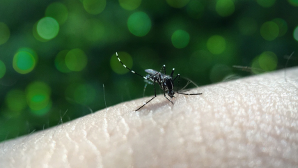  Declaran alerta amarilla para Arica ante la presencia del mosquito que transmite el dengue  