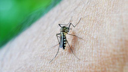  Minsal confirmó tres casos autóctonos de dengue en Rapa Nui  