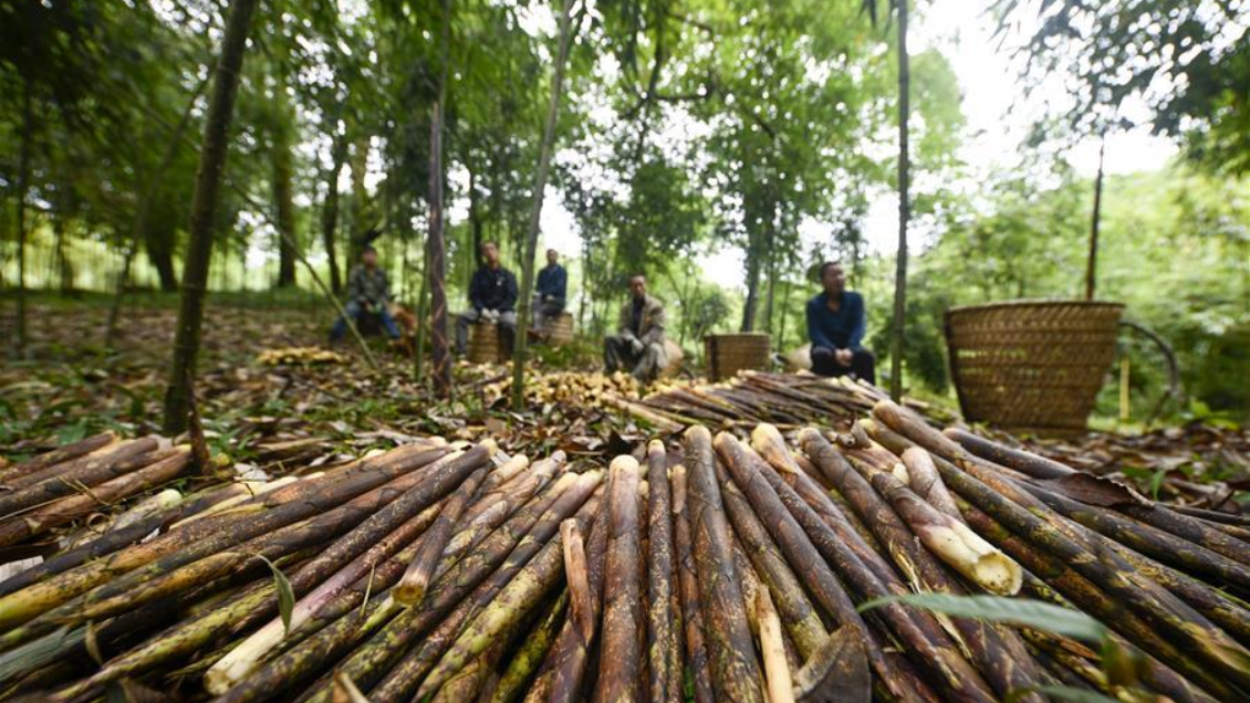 Expertos chinos destacan el potencial del bambú como alimento 