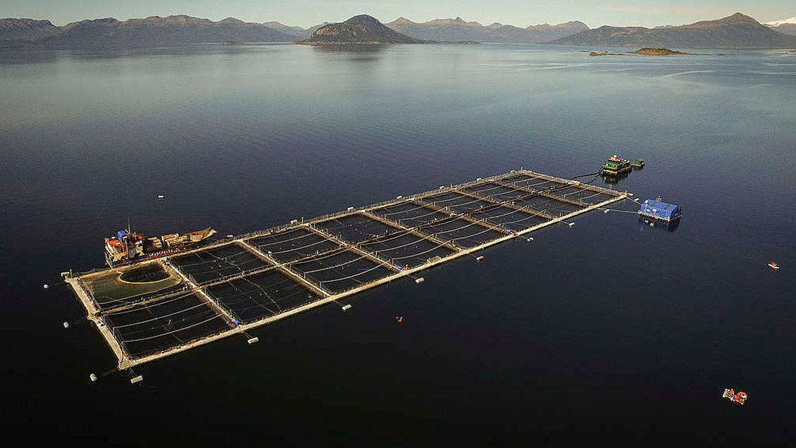 ONG ecologistas exigen al Gobierno implementar recomendación ONU para frenar la salmonicultura