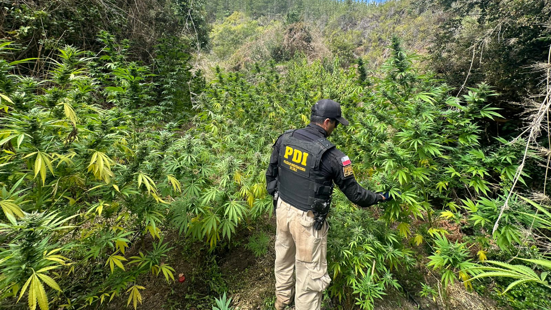 PDI detectó más de 650 plantas de cannabis en Pichilemu y Paredones