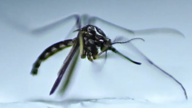   Epidemia de dengue en Argentina suma 119 muertos en 2024 