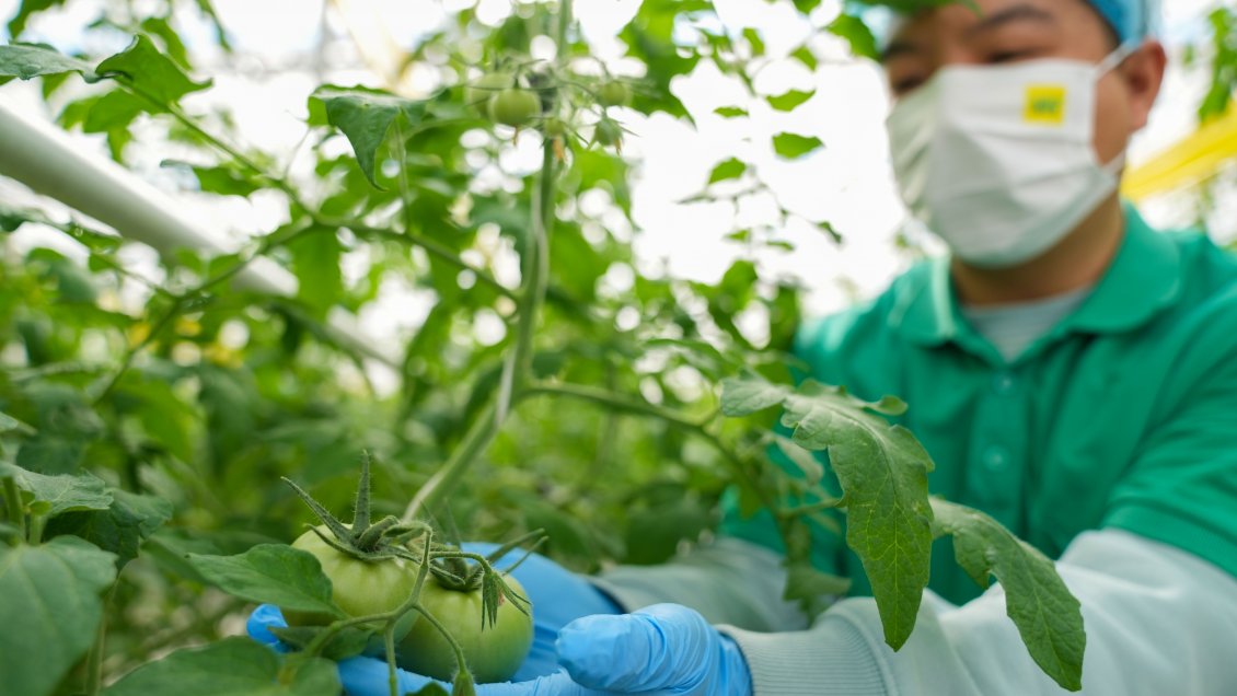 Investigadores chinos descubren mecanismo de alto rendimiento de tomates cultivados