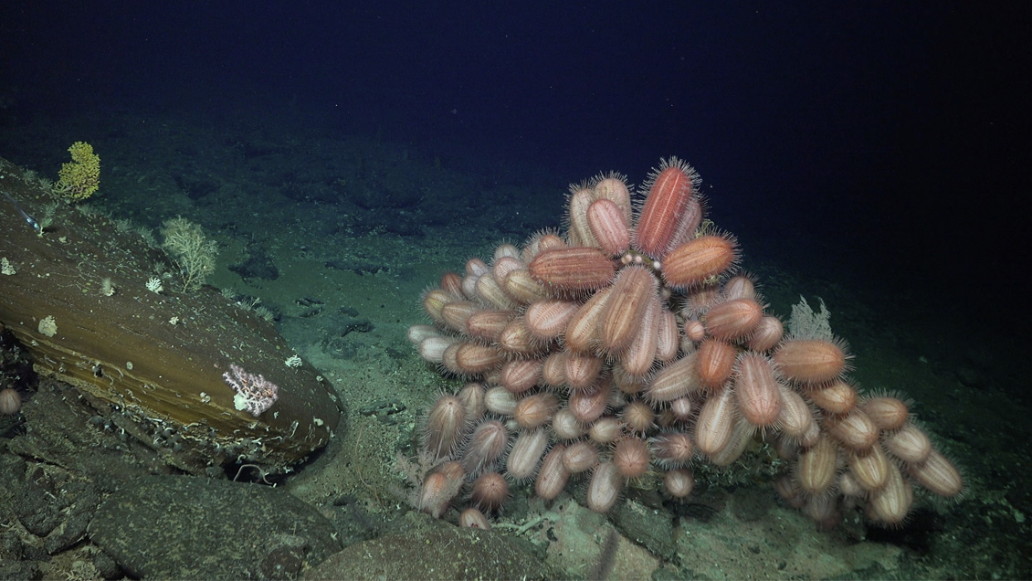Descubren más de 50 nuevas especies submarinas en las costas de Chile