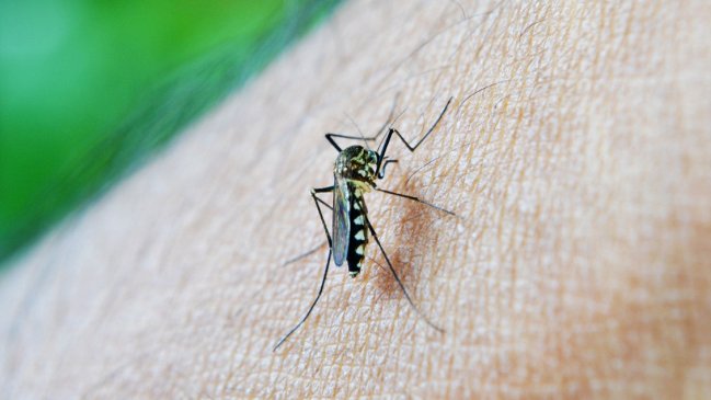  Detectan la presencia del mosquito que transmite el dengue en Los Andes  