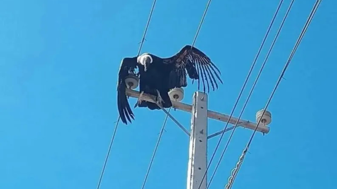Cóndor murió electrocutado tras posarse en un poste eléctrico en Illapel