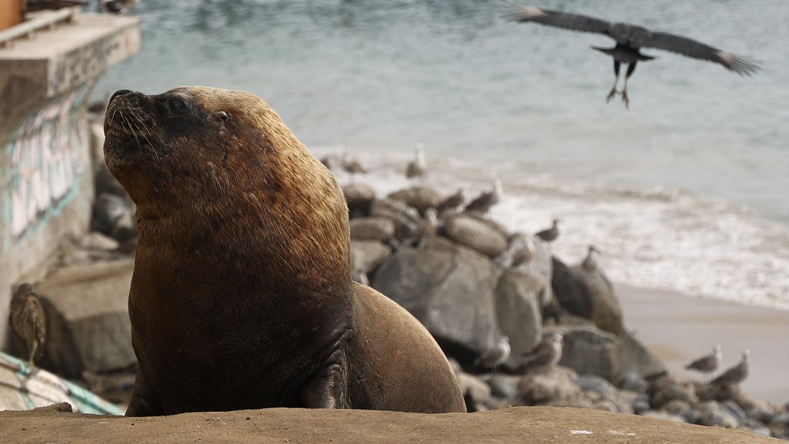 Diputados piden apoyo económico para pescadores atacados por lobos marinos