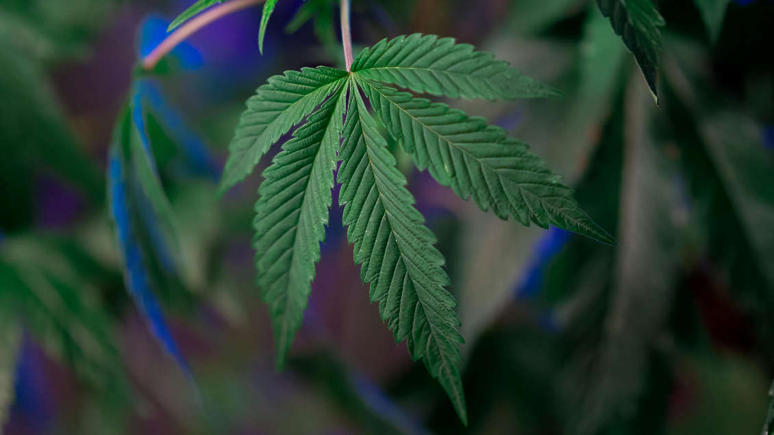 EEUU dará histórico paso al clasificar la marihuana como una droga de bajo riesgo