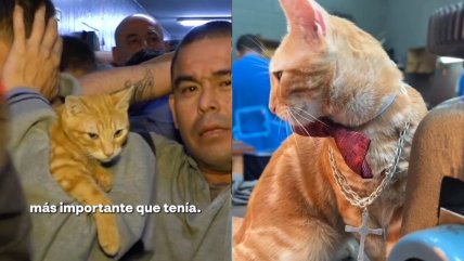   Sony: Gatito que vive tras las rejas en Perú cautivó a redes sociales 