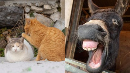   Gatos chismosos y un perro Kung Fu: Los finalistas de los Comedy Pet Photo Awards 2024 