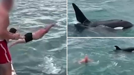   Hombre saltó contra una orca para tocarla: Nueva Zelanda lo tildó de 