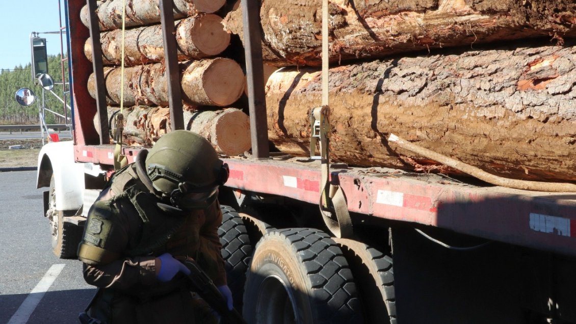 Biobío: Líderes de banda dedicada a robar madera acumulan 58 años de cárcel