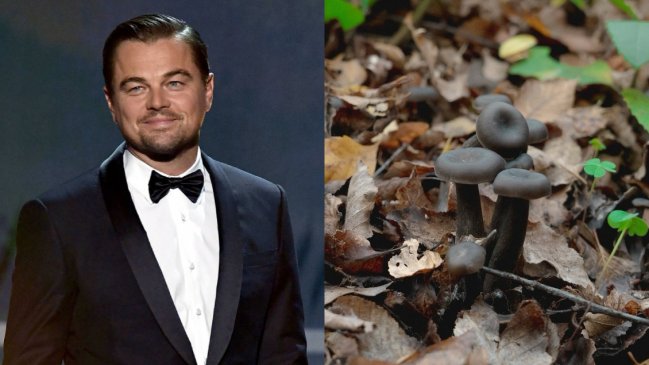   Leonardo DiCaprio celebró descubrimiento de hongo que se creía extinto en Chile 