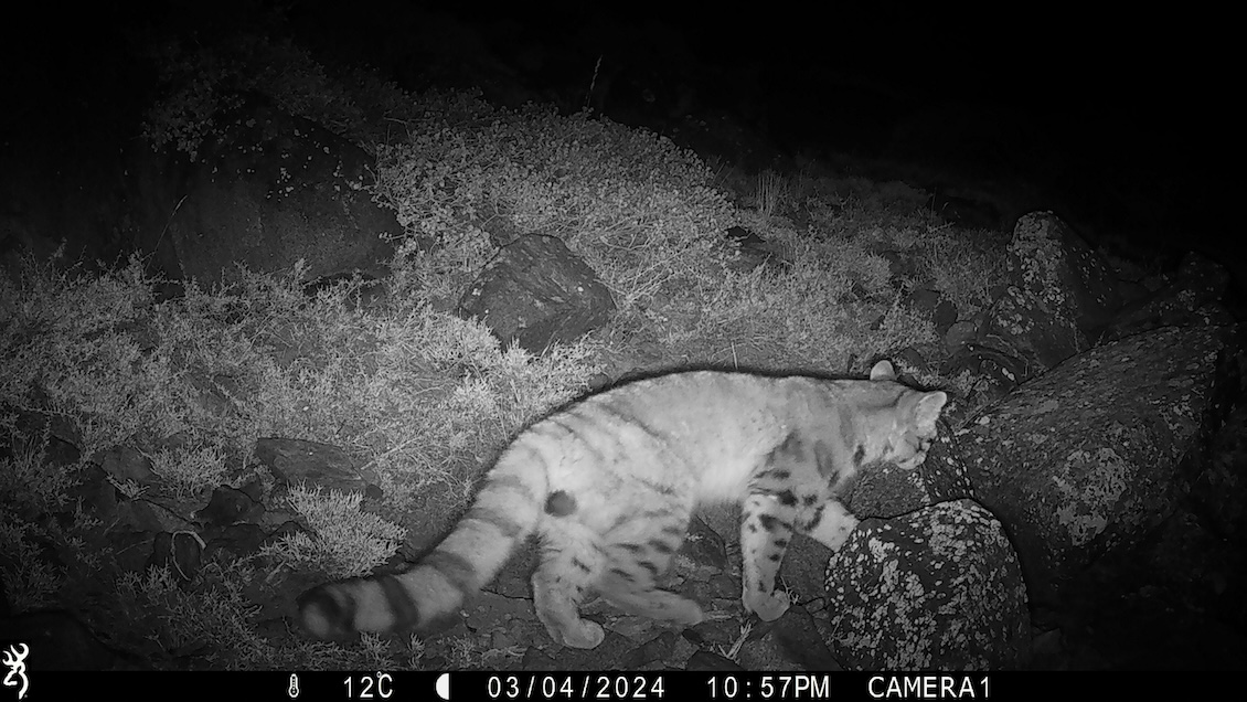 Inédito avistamiento de un gato andino en los cerros de Santiago
