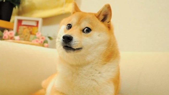   Murió Kabosu, la perrita que inspiró el meme Doge y la criptomoneda Dogecoin 