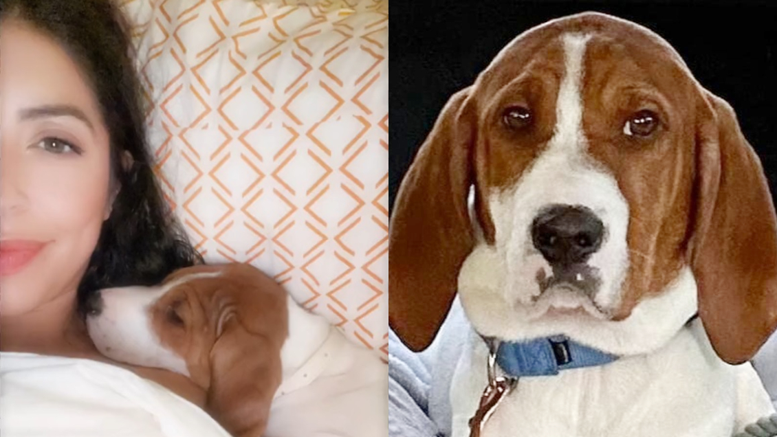 Entregó a su perro para que lo sacrificaran y lo encontró en adopción un año después