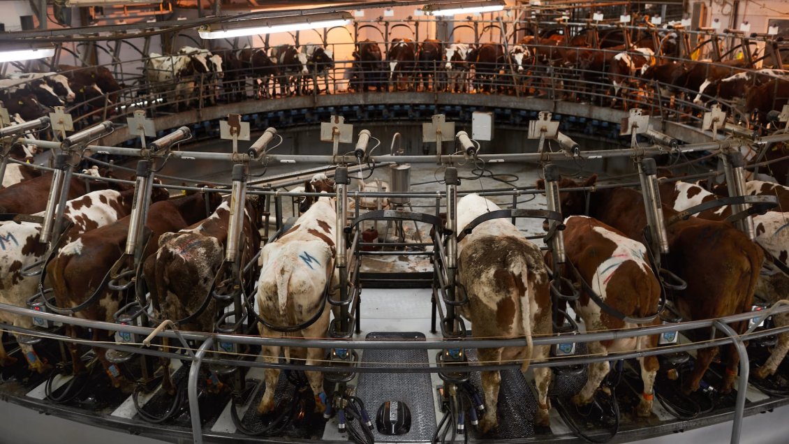 Trabajador de lechería es el tercer caso humano de gripe aviar en EEUU