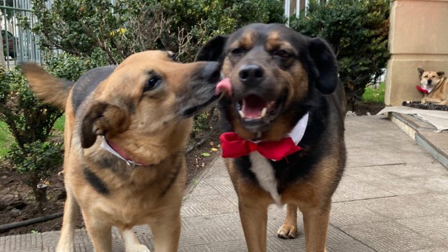 Perritos del Congreso recibieron a asistentes a la Cuenta Pública con corbatín