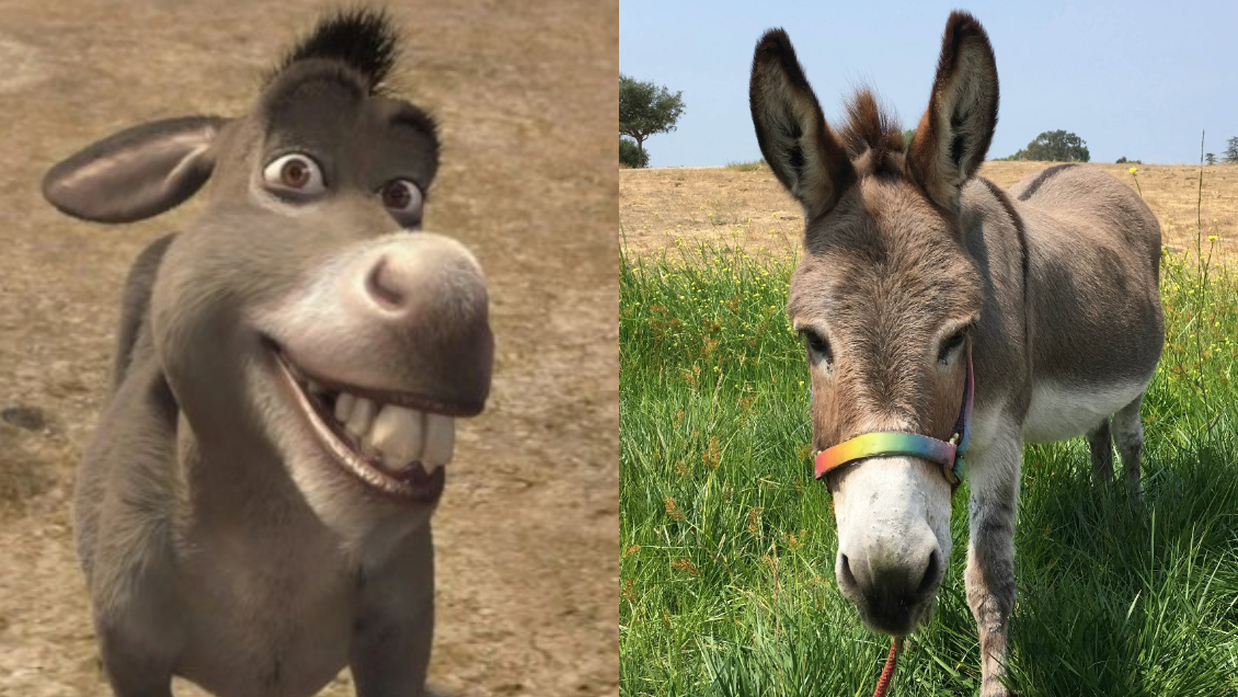 Burro que inspiró a querido personaje de Shrek recibirá millonario beneficio