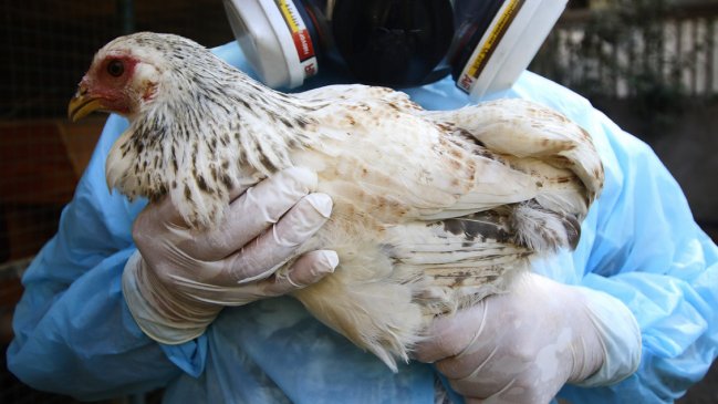   Muerte por gripe aviar: 