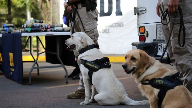   Brigadas caninas: El rol clave de los perritos en el SAG y la PDI 