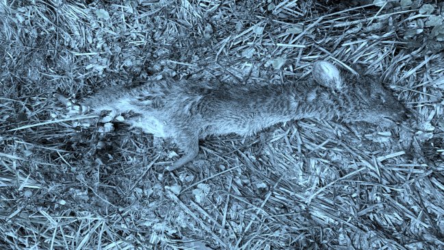  Jauría atacó y mató a pudú en el corazón del Parque Nonguén  