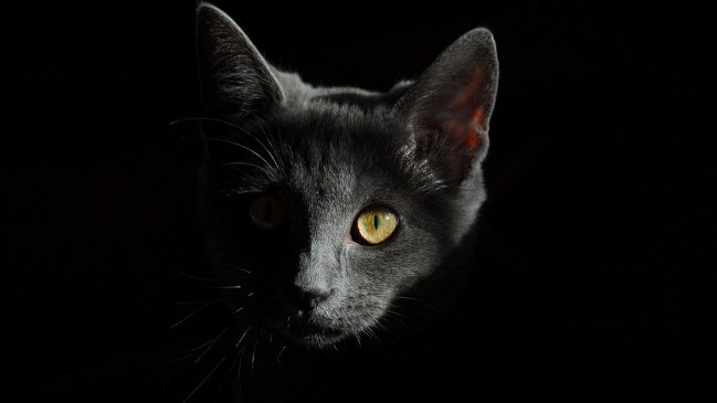   Condenada que sacrificó a una gatita adoptada no volverá a tener animales 