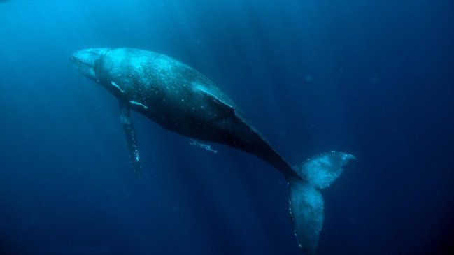   Población de ballena azul en Chiloé disminuyó 36% en 14 años 
