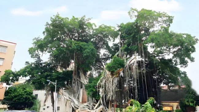 Xiamen protege 1.788 árboles antiguos y famosos
