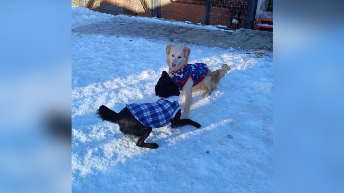 Cañerías congeladas prolongan suspensión de clases en Magallanes