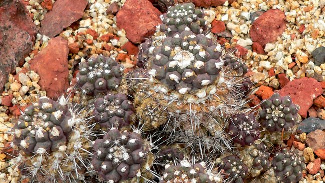   Por moda internacional: Comercio ilegal de cactus chileno lo tiene al borde de la extinción 