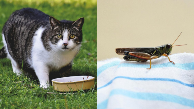  Investigadores proponen incorporar insectos en la dieta felina  
