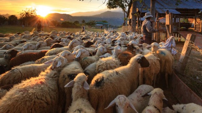   Australia prohibirá exportar ganado ovino vivo por mar 